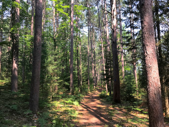 A pathway through a forest