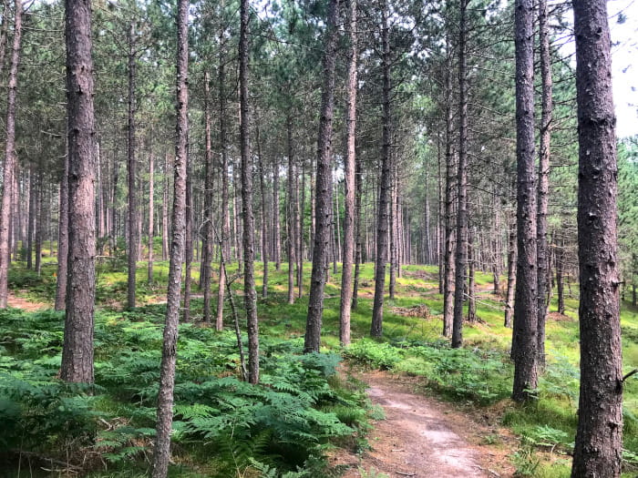 A trail winds through pine trees with ferns growing underneath