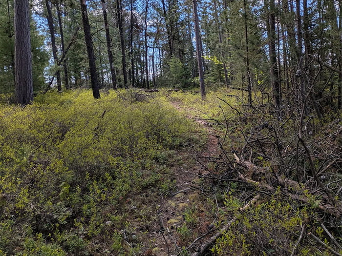 dirt trail winding through woods