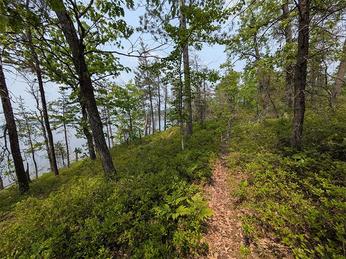dirt trail on edge of tree-lined hill