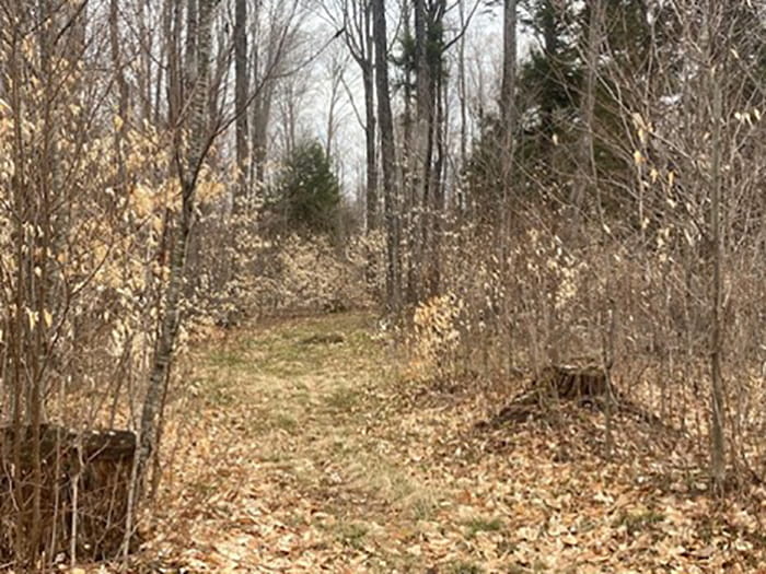 A path in the woods in late fall, with leaves on the ground