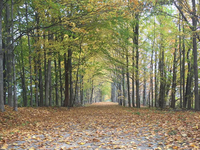 Kal Haven Trail fall