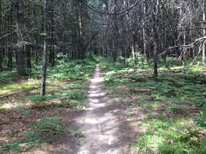 A pathway runs straight thru a forest with a heavy canopy
