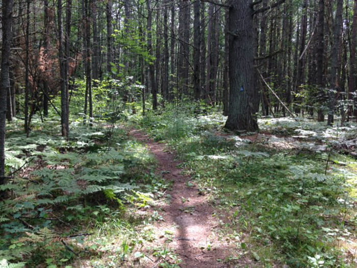A pathway curves through a forest