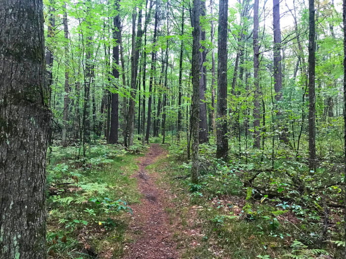 A winding path through a forest