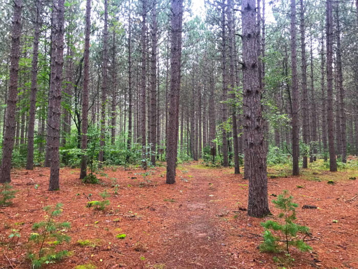 A path through a forest with pine needles on the ground
