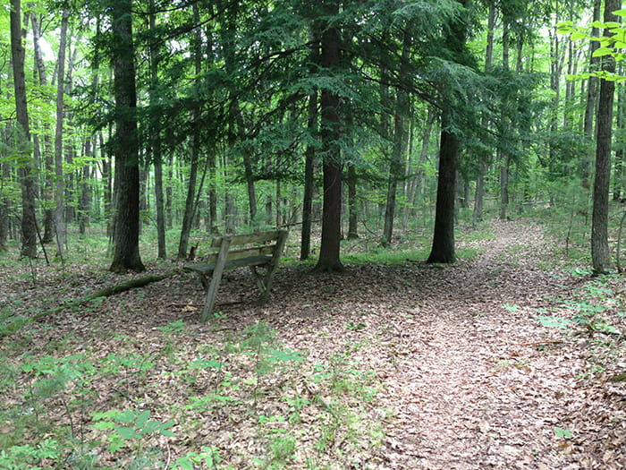 A single track trail passing through a wooded area adjacent to a wooden bench