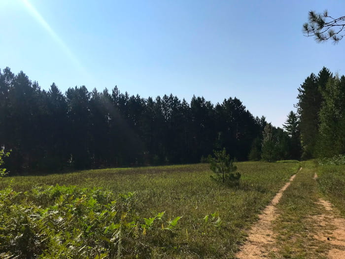 A trail with an open area on one side and dense forest on the other