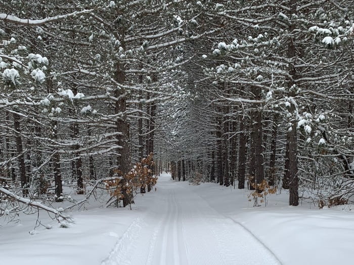 A path through a forest groomed for cross-country skiing
