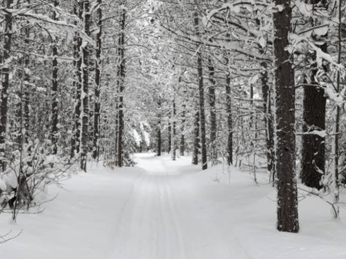 A path through pine trees in winter with ski tracks