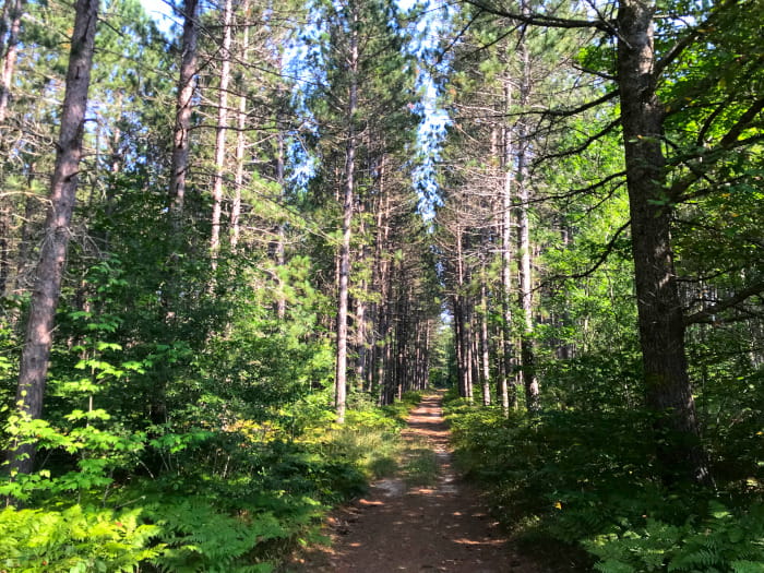A trail leads into a dense pine forest
