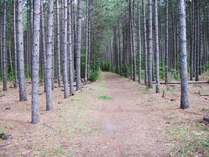 A path through pine trees with needles covering the ground