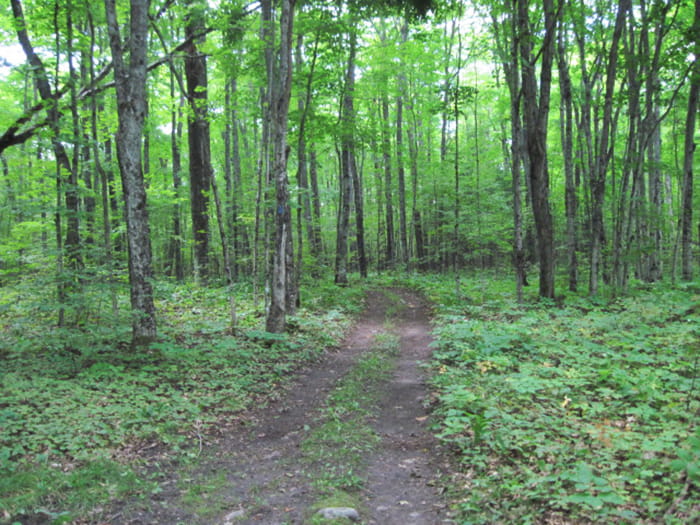 a trail running through a dense forest