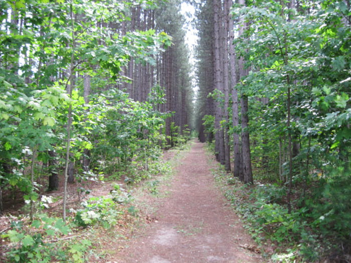 a pathway running straight through tall pine trees