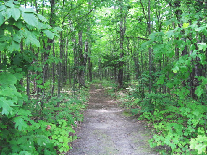 A pathway through a dense forest with leafy undergrowth