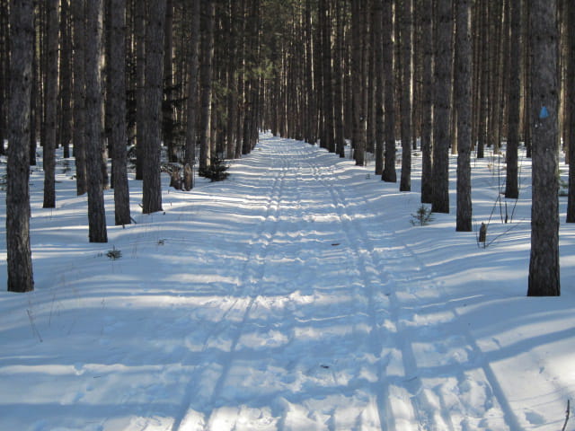 A path through pine trees in winter with cross-country ski tracks
