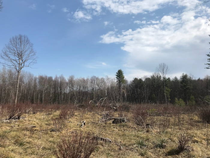 A field lined with trees