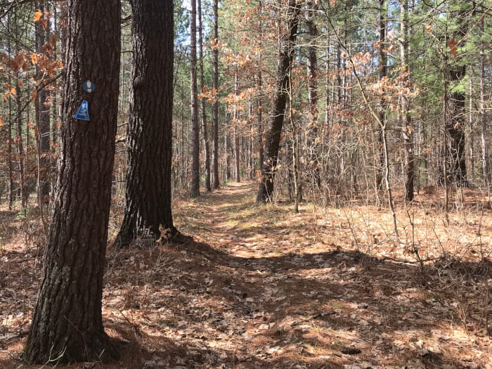 A path through a pine forest with a blue blaze on a nearby tree