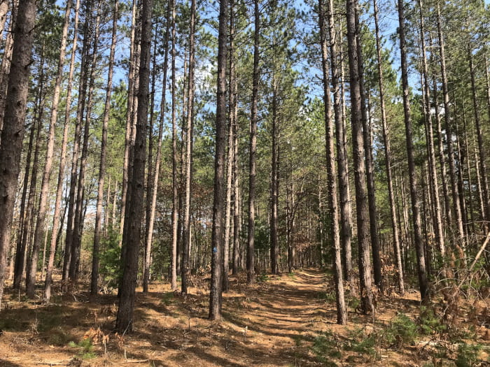 a path through a pine forest