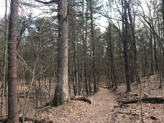 A path through a pine forest
