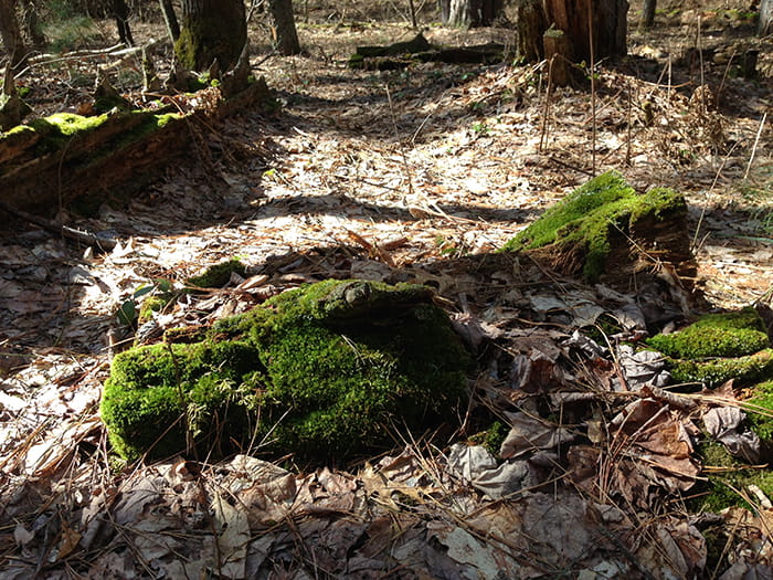 A large clump of moss on a decaying tree