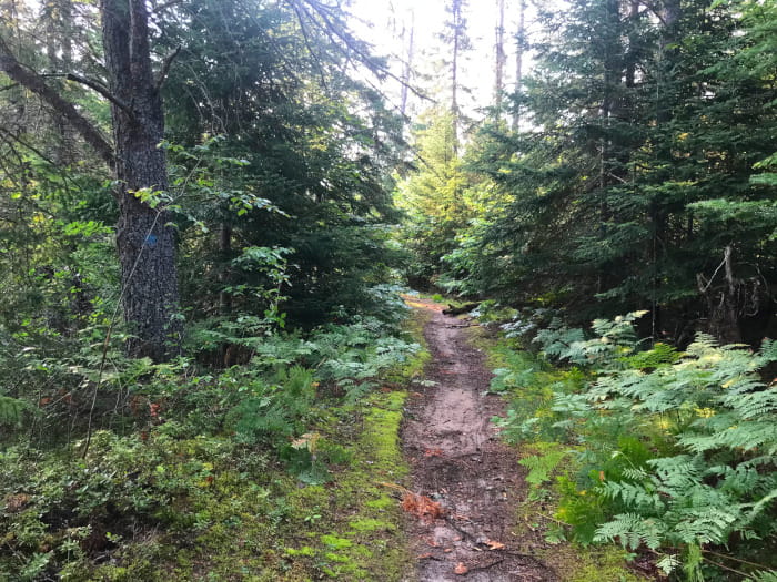a trail through a dense forest