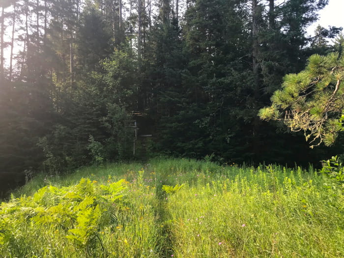 a trail through a green meadow heading into a forest
