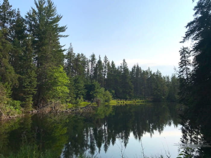 pine trees reflected in calm lake
