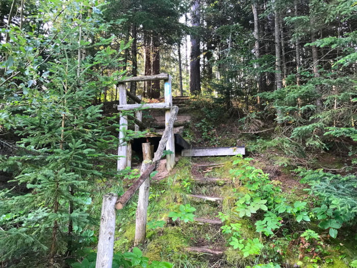 A staircase constructed of timbers along a wooded section of trail