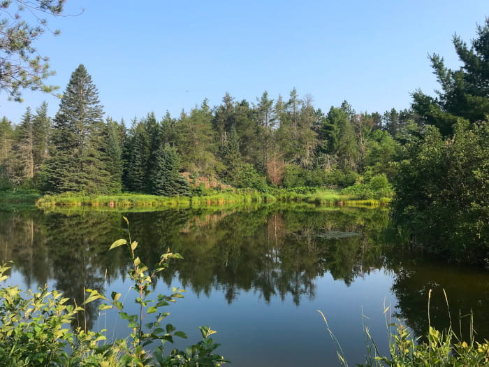 a view of a tree-lined pond