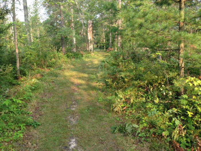 A trail through a forest