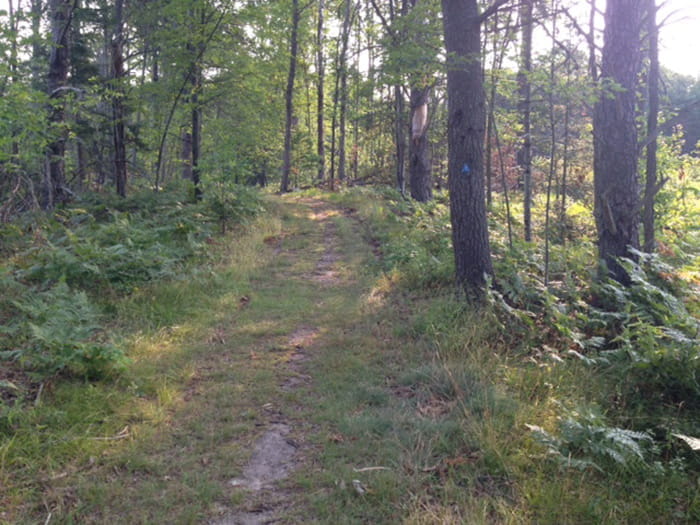 A trail through a forest