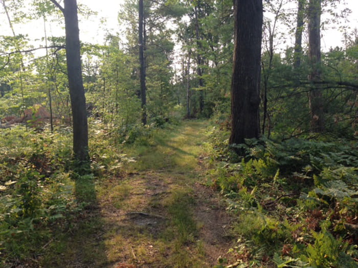A trail through a forest with sunlight filtering through
