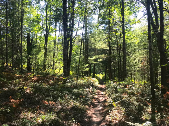 A trail through a dense forest