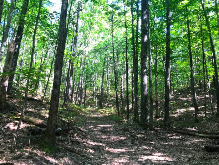 A trail lined with trees