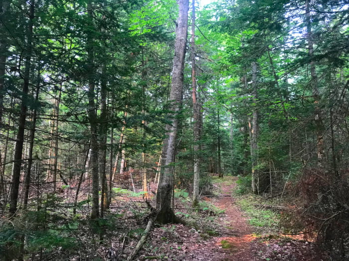 A trail through pine trees