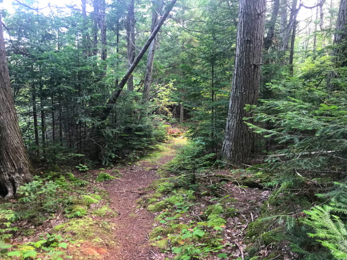 A trail curves through a forest