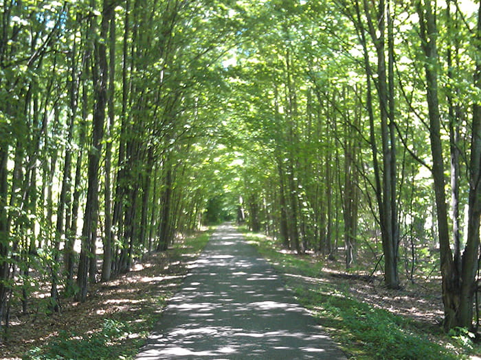 Hart Montague Trail State Park green tree tunnel