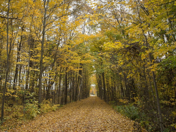 William Field Memorial Hart Montague Trail State Park