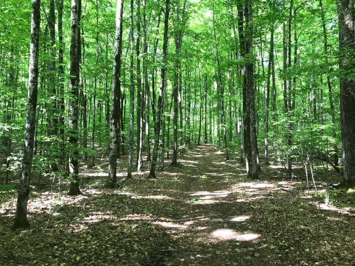 a trail through a forest