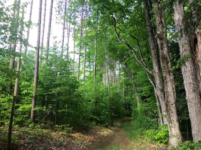 a trail through a forest