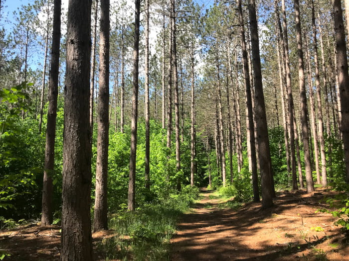 A trail leading straight through tall pines