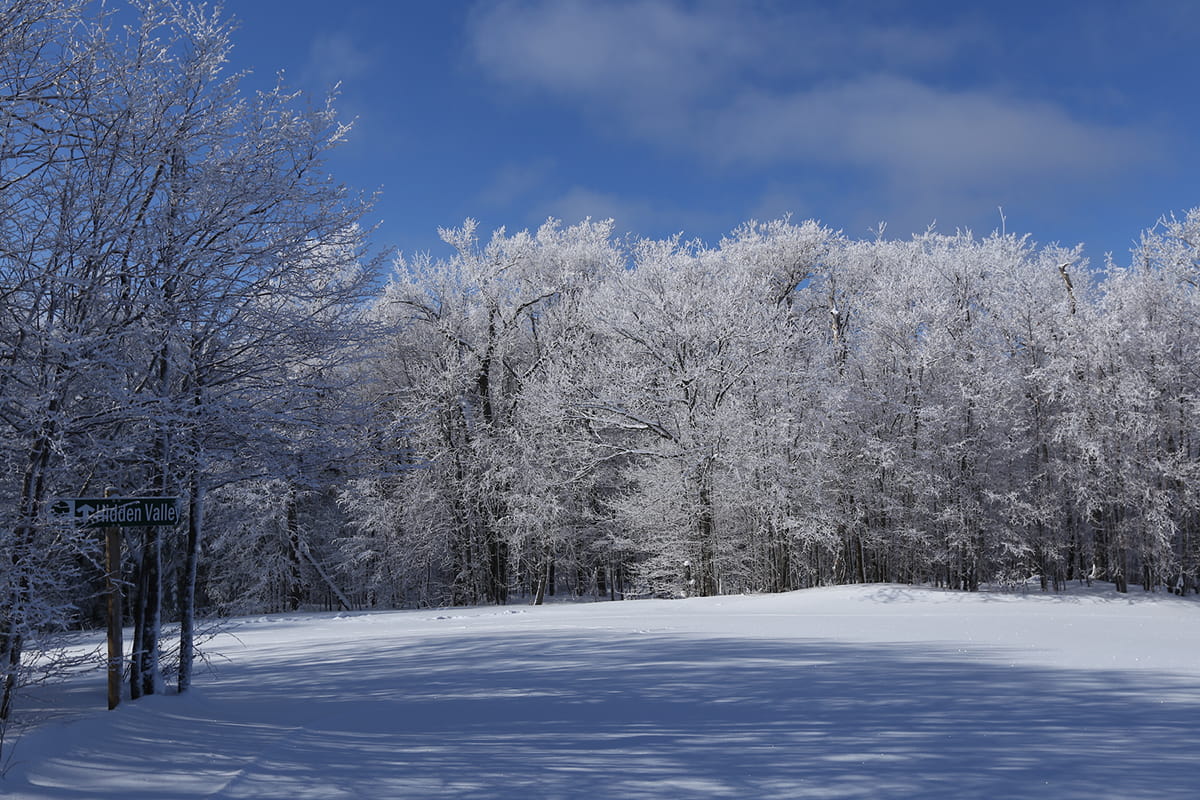 Groomed ski trail with snowy trees and blue sky