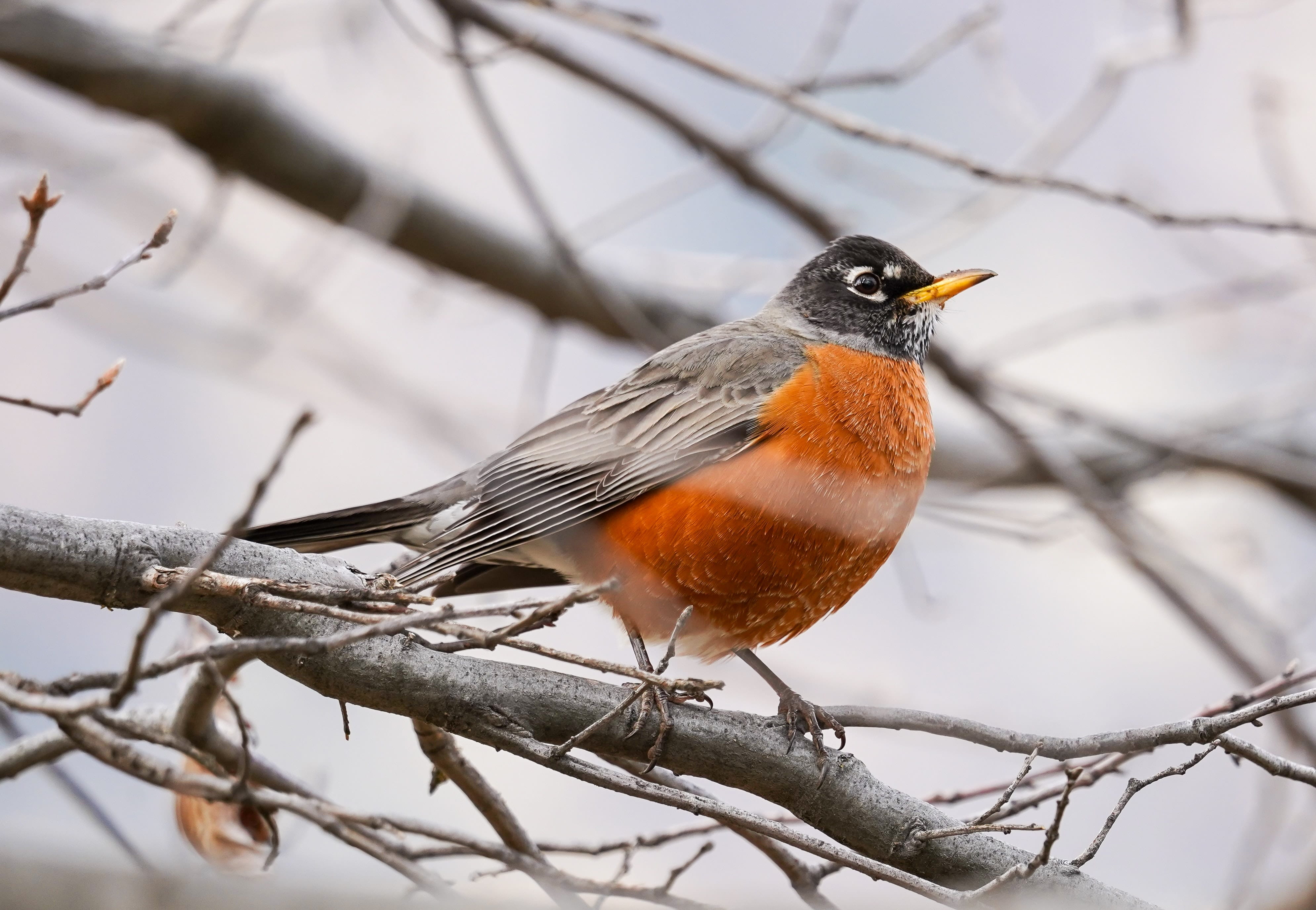Photo of a Robin, the state bird.