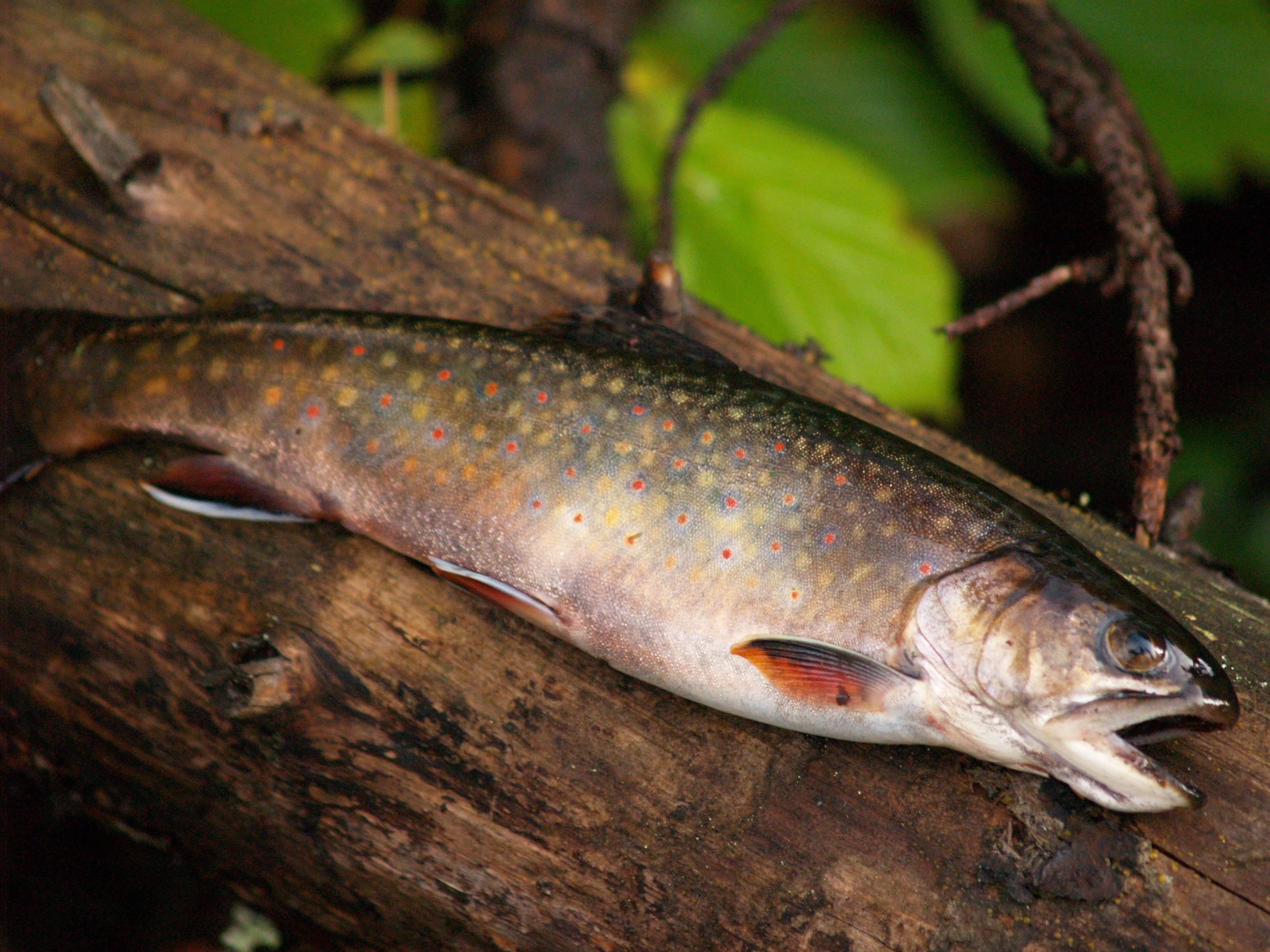 Photo of a Brook Trout on a log.