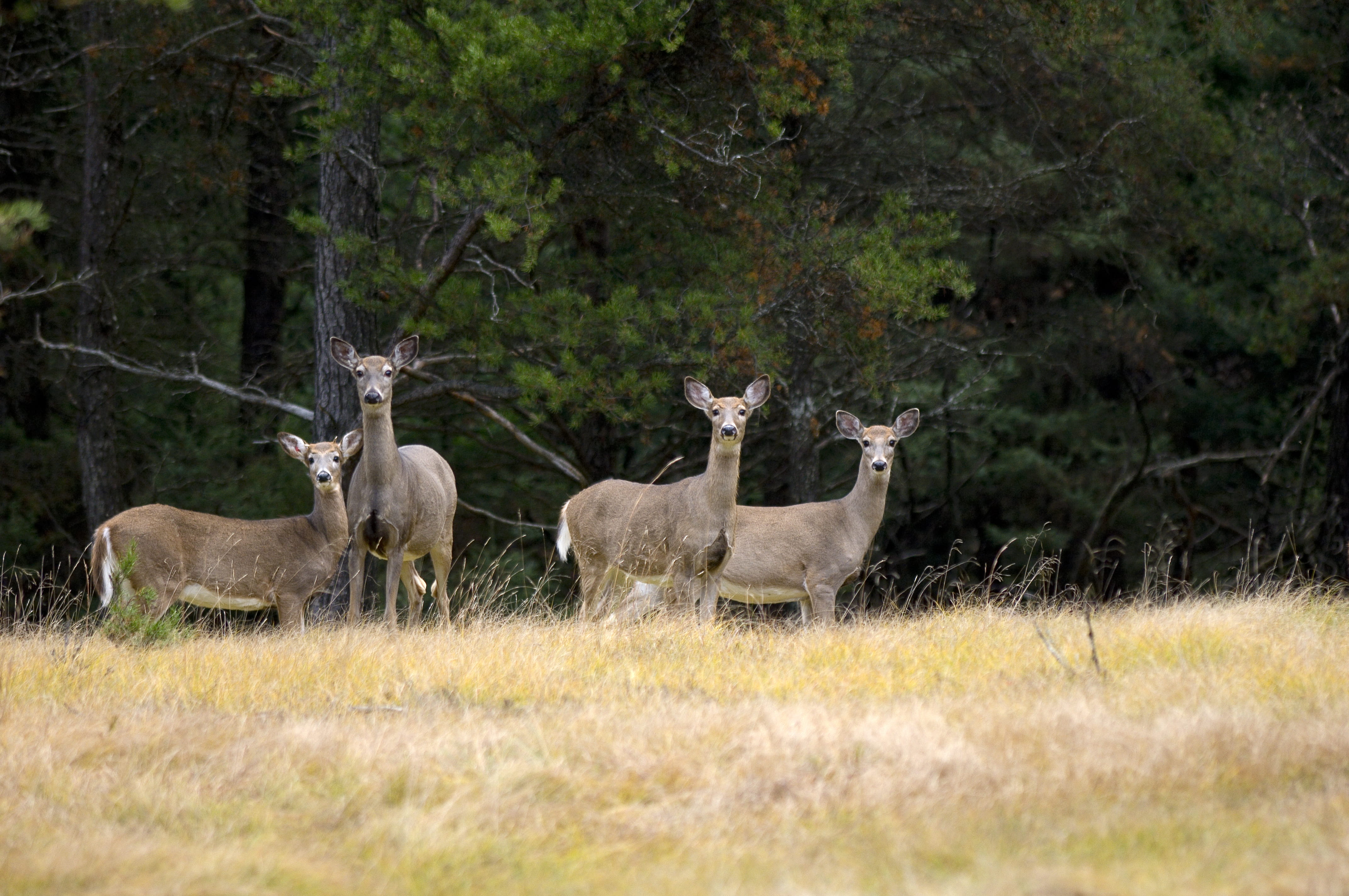 Photo of white tail deer in a field.