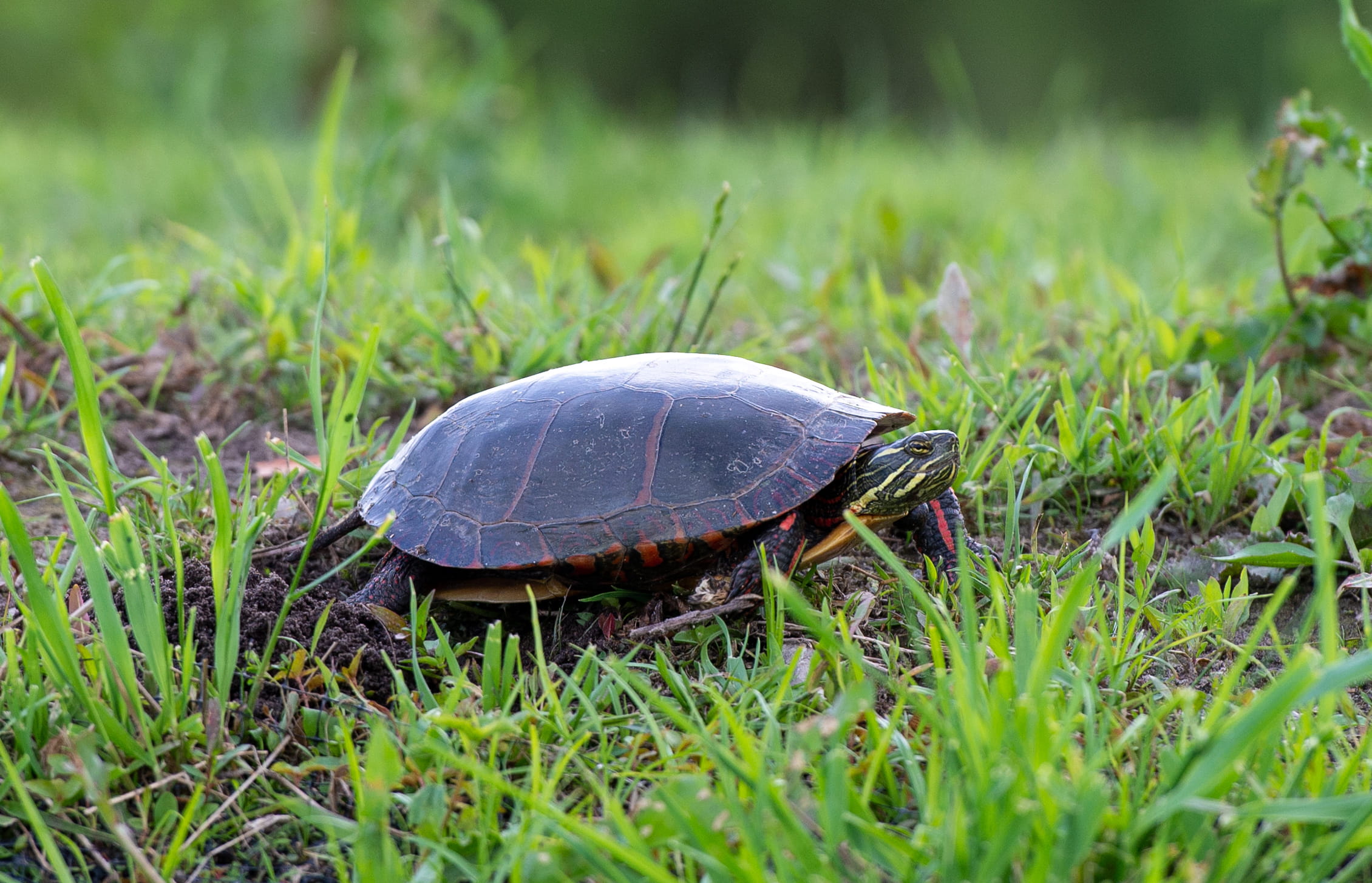 Photo of a painted turtle, the state reptile.