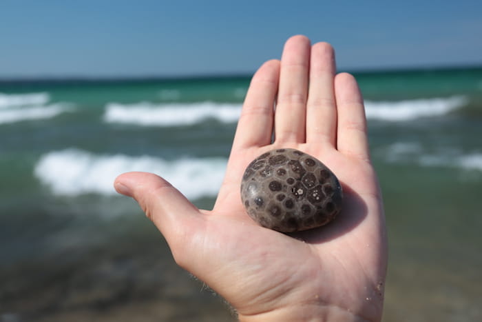 Photo of a Petoskey Stone, courtesy of Petoskey Area Visitors Bureau.