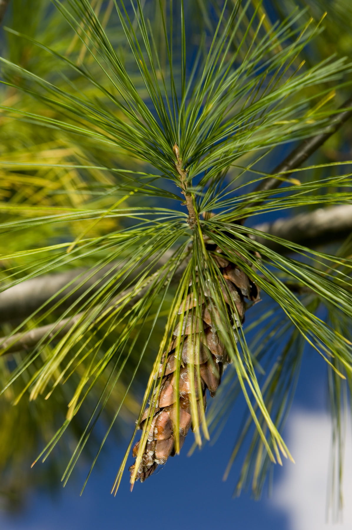 Photo of  Eastern White Pine. Close up of needle and cone.