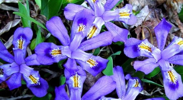 Photo of Dwarf lake iris. Iris lacustris has a sky blue to deep blue to violet flower. The spreading sepals have a white signal bordered by a deep purple color. The inflorescence is one- to rarely two-flowered. The stiff upright leaves arise from narrow, creeping rhizomes that have an enlarged terminus with fibrous roots.